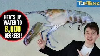 Top 10 Wild Animal SUPER POWERS You Won't BELIEVE