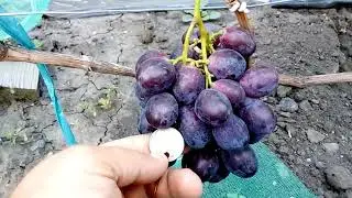 Furore Grapes - 2018
