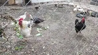 Что они творят