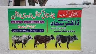 Inauguration of Cholistani Cattle Association! Part I