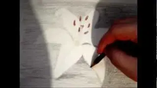 Как рисовать лилию