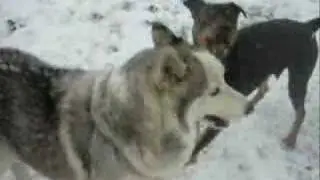 Gnosis & Cody playing in the snow!