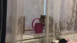 Необычный способ напиться водой.