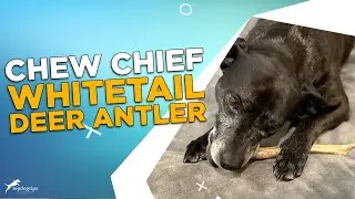 Review: Chew Chief Whitetail Deer Antler Chew for Dogs