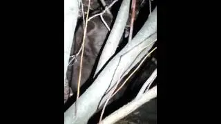 late night bear in bushes