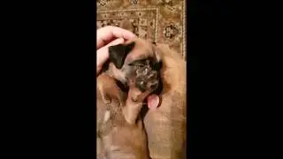 НВХ Юника 3 недели