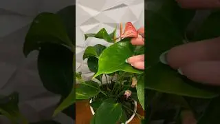 Антуриум Andreanum Livium Red