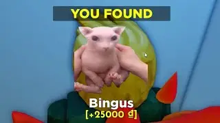 How to get BINGUS in FIND THE MEMES 2 Roblox