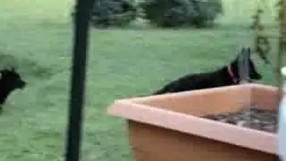 Black German Shepherd Puppies 1