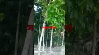 সবুজ#বাংলা#sobuj#Bangla