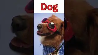 Learning: Dog with Miss Holly🐶