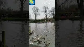 ВОДНЫЙ ДИНОЗАВР 