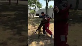 Nikki being sent to bite then instantly called back #k9protection #workingk9 #k9protection