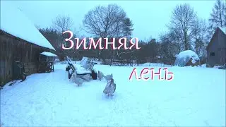 Отвечаю на комментарии. Жизнь на хуторе в лесу.
