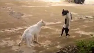 Смешные кошки ТВ