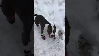 Стафф в ботинках