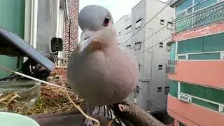 새모이주기 HD 근접촬영