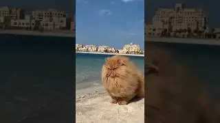 ESCUCHALO-Magnifico #gatitos #animals #divertidos #gatos #perros #animales #lindos #mascotas #cute