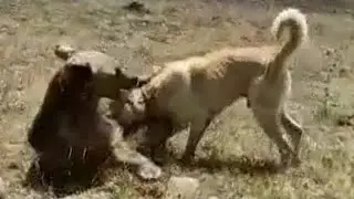 4 ÇOBAN KÖPEĞİ DEV BOZ AYIYA KARŞI ! AKSİYON DOLU ANLAR YAŞADIK ! ERZİNCAN ​⁠