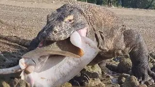 Her Gördüğünü Yiyen Komodo Ejderi