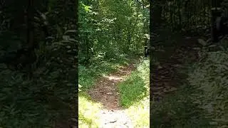 Black bear sow and 2 cubs on the Mountain to Sea Trail in Asheville,  North Carolina. #travel