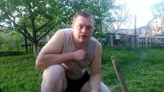 Вот так перезимовала моя хурма
