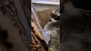 еноту дали пупырку и он понял что с ней надо делать_енот Витя😅 