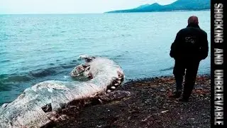 НА САХАЛИНЕ НАШЛИ НЕИЗВЕСТНОЕ ВОЛОСАТОЕ СУЩЕСТВО