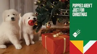 Puppies Aren't Just For Christmas