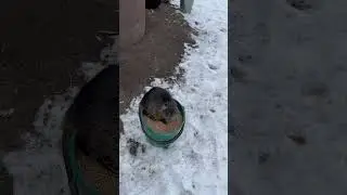 Кормою своих любимок