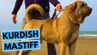 Kurdish Mastiff - Pshdar Dog - Pejdar Dog - Facts and Information