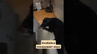 #буднипсихолога #собака #бабайка #животные #топ #психология #юмор #приколыссобаками #собаки
