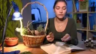 Голосемянные Гинго Хвойные2