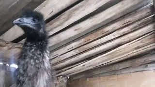 Ферма Без МОНТАЖА. Блогер - фермер! 