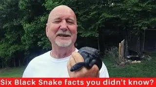 Six facts about the Black Rat Snake you may not know!