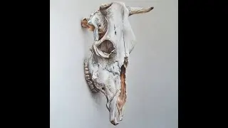Preceso de Dibujo de Cráneo