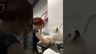 Груминг японского шпица 