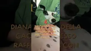 LEVRIERO SPAGNOLO CINQUE CURIOSITÀ DA SAPERE  #galgo #levriero #pets #shorts