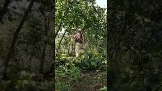 Fındık bahçesinde kış bakımı