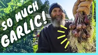 HARVESTING GARLIC in my BACKYARD – Gardening in Canada