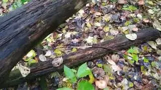 осенние опята прут
