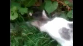 кот жуёт траву