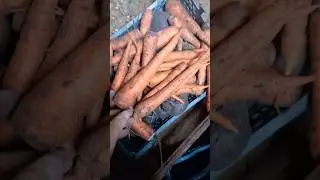 морковь не сохнет в песке в погребе из полистиролбетона 