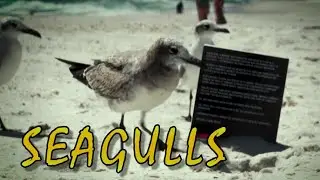Seagulls - Hell's Gulf Promo (NEW HORROR NOVEL 2022)