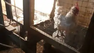 Утренние хлопоты.