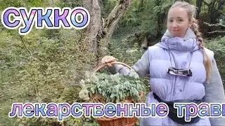 ГДЕ МЫ СОБИРАЕМ ЛЕКАРСТВЕННЫЕ ТРАВЫ