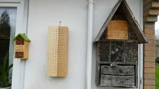 Wildbienen ansiedeln, was mögen sie am Liebsten