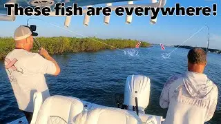 Catching delicous fish we can't keep!