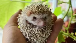 Африканский Ёжик и Минор Генри кролик
