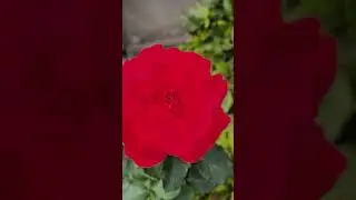Вітаємо Олю Чумаченки з  ДНЕМ НАРОДЖЕННЯ
